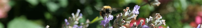Bee and lavender
